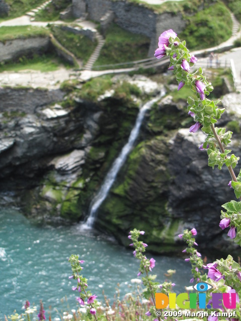 SX07247 Tree Mallow framing waterfall into Tintagel Haven (Lavatera arborea)